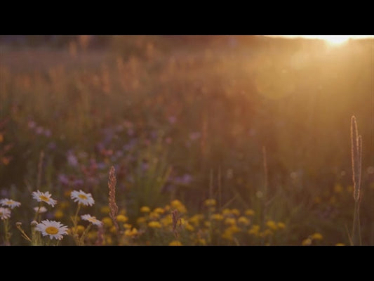 Summer Wildflower Daisy Sunset