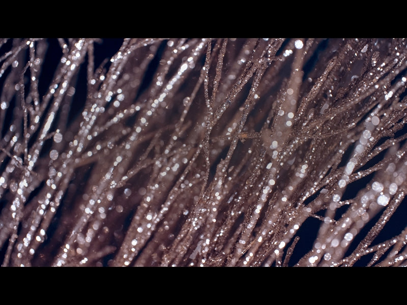 Christmas Gold 10
