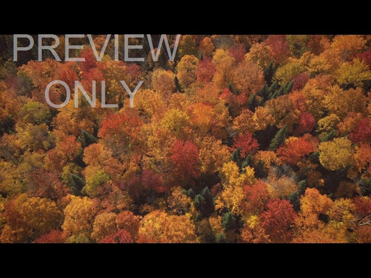 Epic Autumn Aerial Overhead View