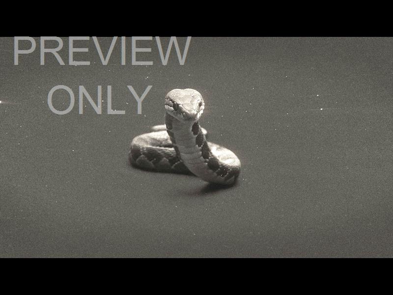 Bible Animals 2 Snake Bw Still