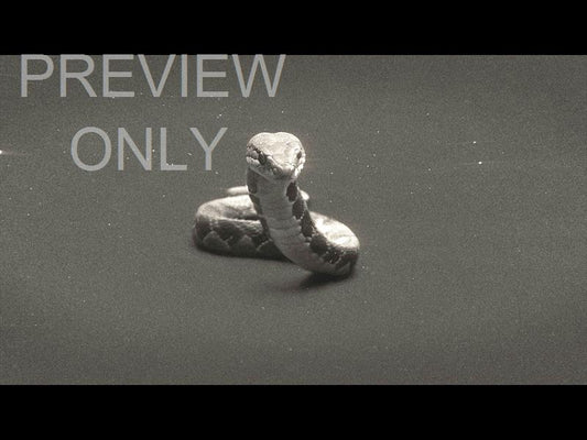 Bible Animals 2 Snake Bw Still