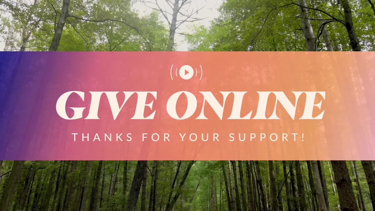 The Forest Give Stream Still