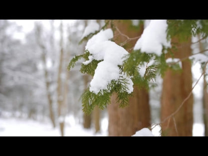 Snow Winter Background 33