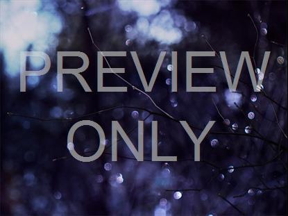 Winter Frost 5 Still