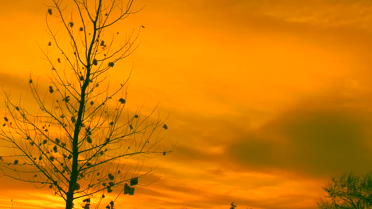 Orange Fall