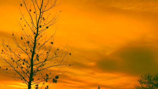 Orange Fall