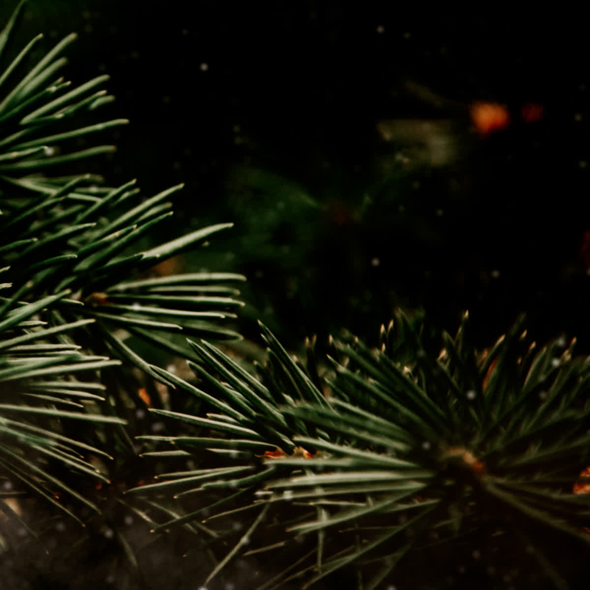 Evergreen Prayer Blank