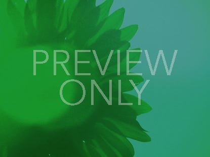 Sunflower Loop Single Flower Green