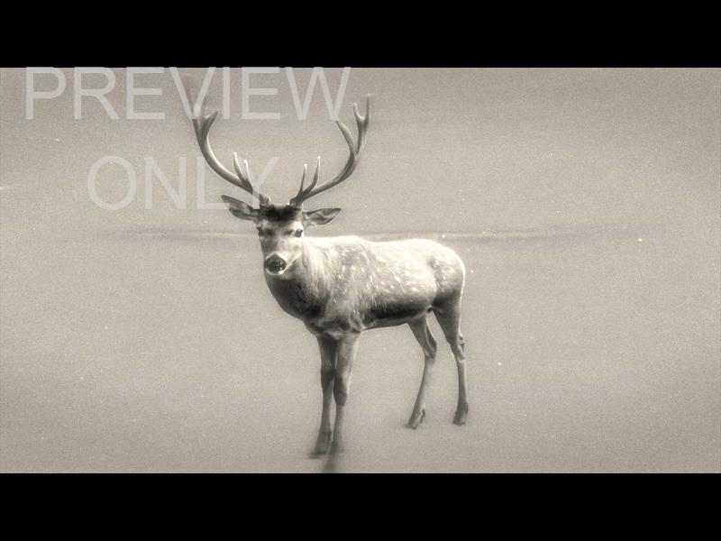 Bible Animals 2 Deer Bw Still