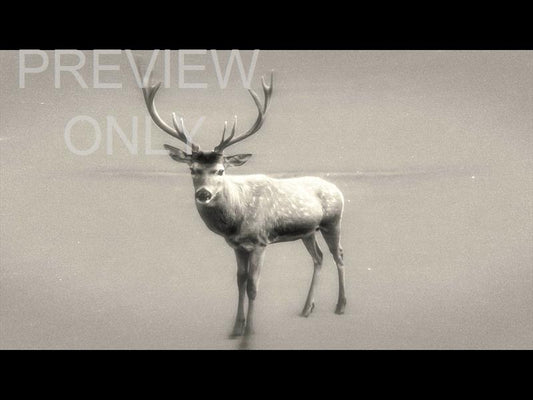 Bible Animals 2 Deer Bw Still