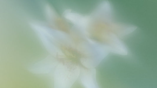 Living Hope Still 04