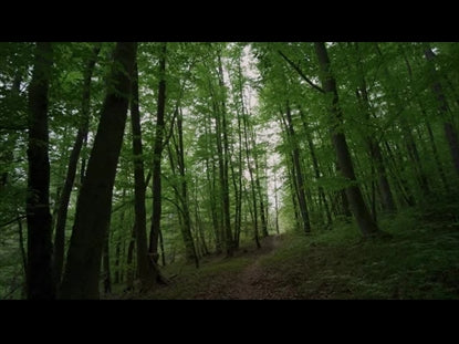 Renew Soft Forest