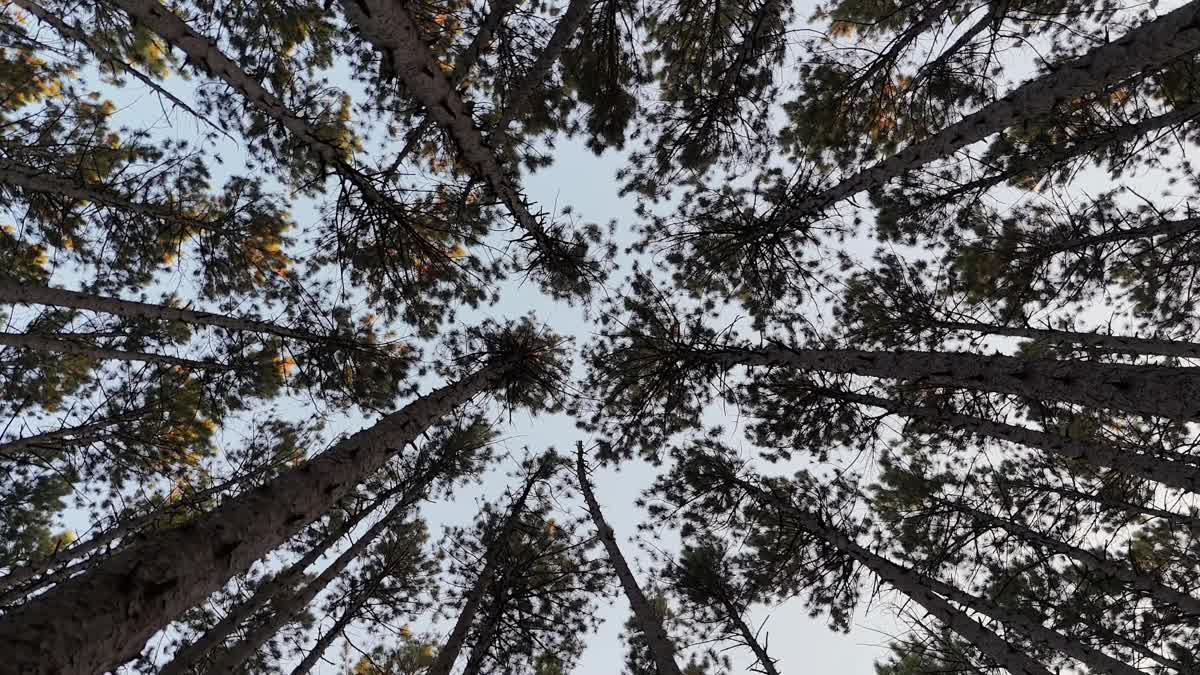 The Forest 3 Still