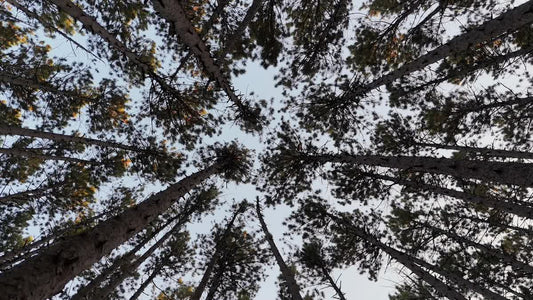 The Forest 3 Still