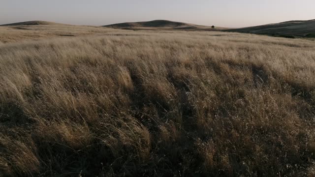 Golden Pastures Motion Background 01