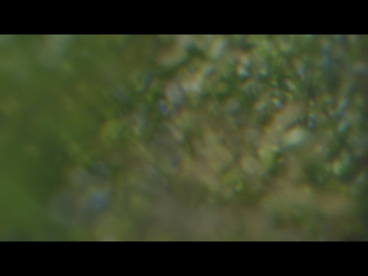 Daydream Loop 07