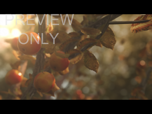 Harvest Still 02