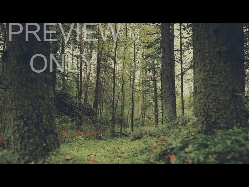Deep Forest Woodland Floor Still