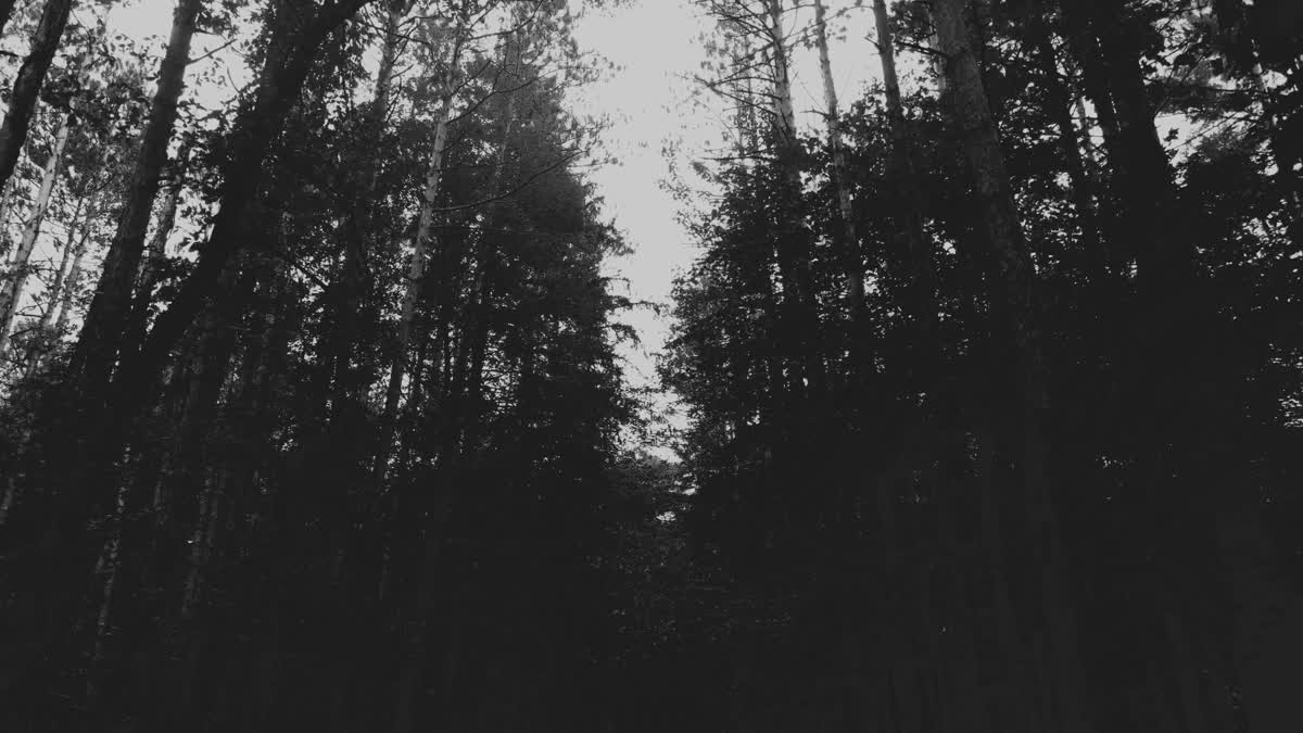 The Forest 8 Bw Still