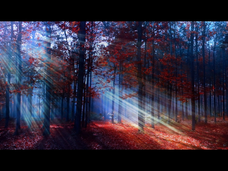 Autumn Light 7