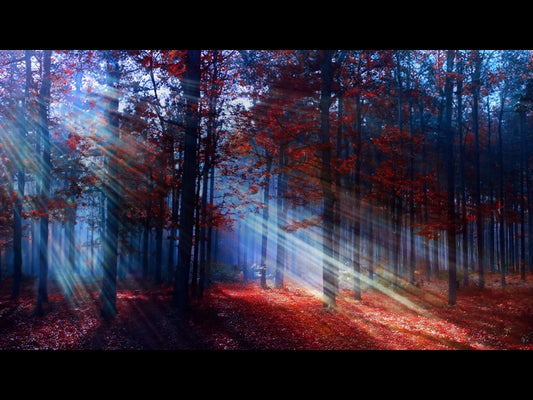 Autumn Light 7