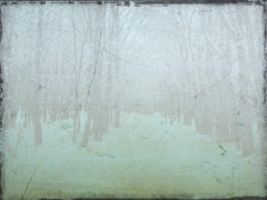 Snow Trees Path