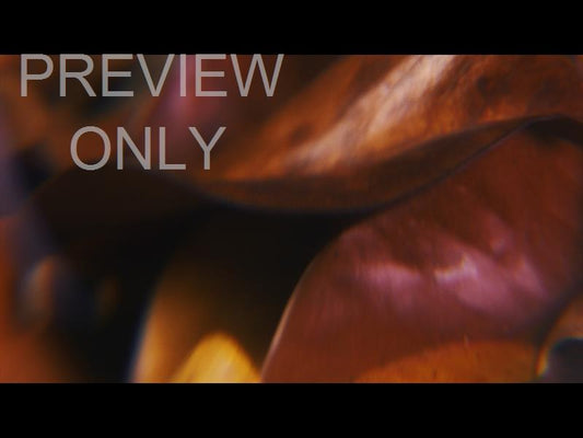 Autumn Leaves 8 Still