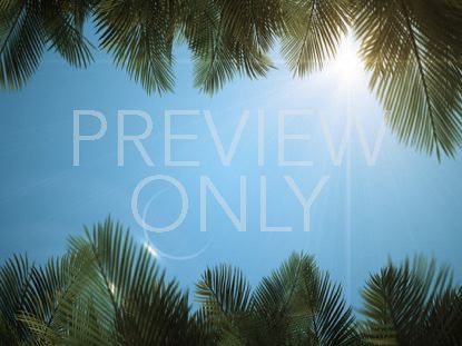 Sky View Palm Branches Blue Scroll