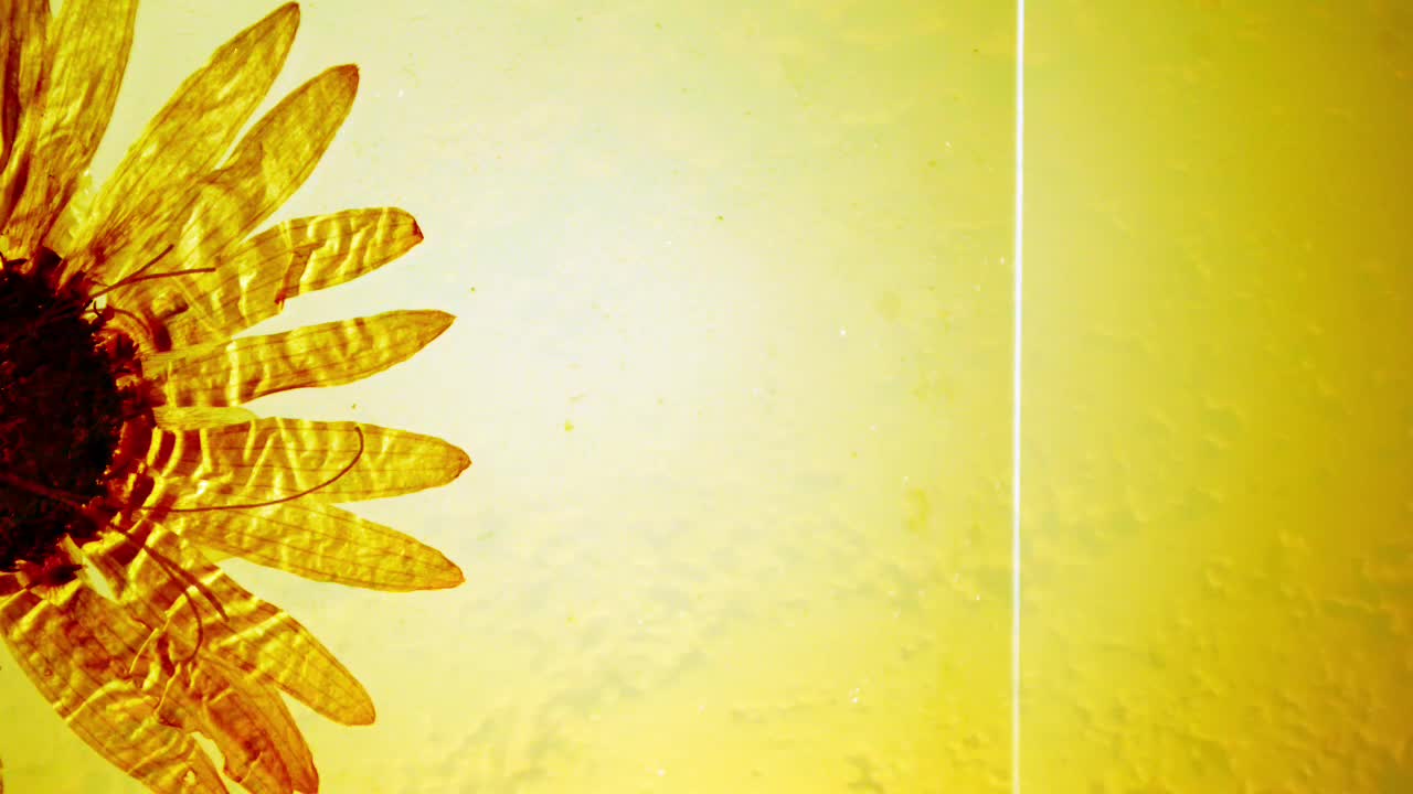 Flicker Vines