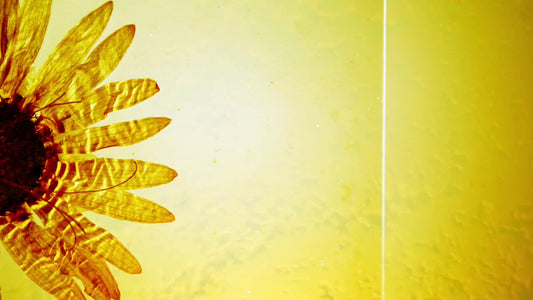 Flicker Vines