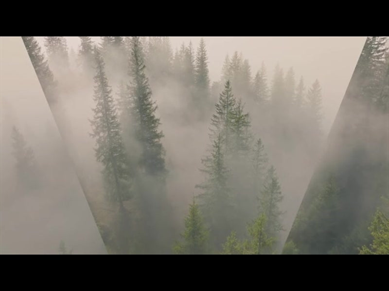 Misty Pines Reverse Flight