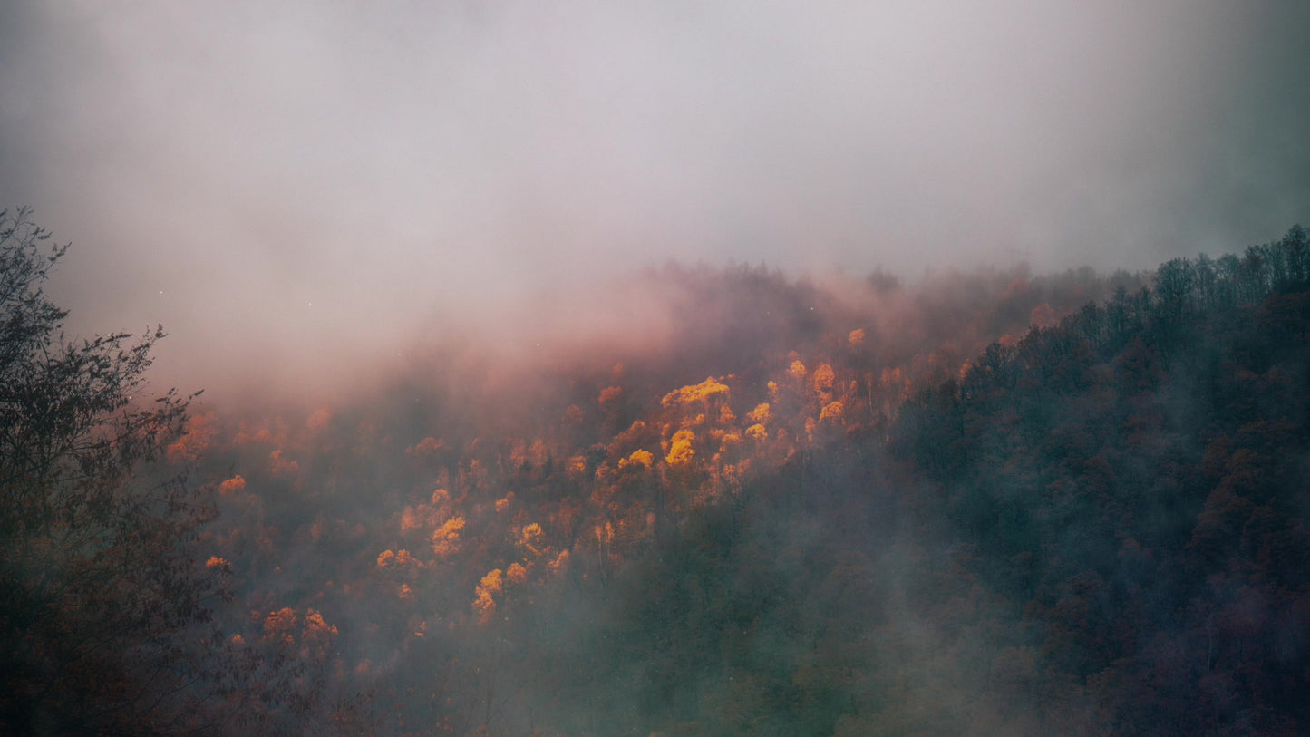 Deep Autumn Forest Still
