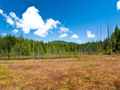 Summer Glade