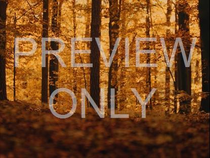 Fall Leaves Montage