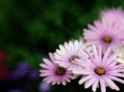 Flowers 6