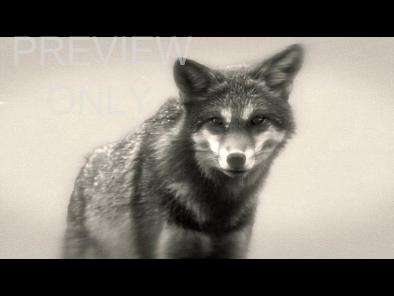 Bible Animals 2 Wolf Bw Still