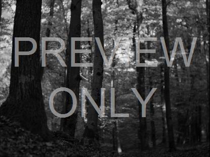 Slow Forest Pans Bw