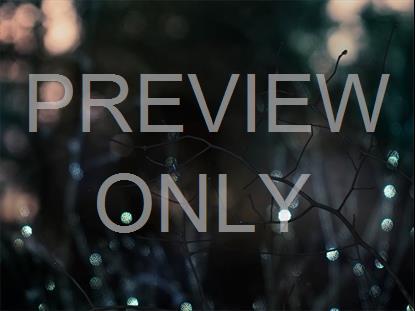 Winter Frost 3 Still