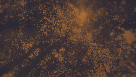 Autumn Canopies 2 Duotone Still