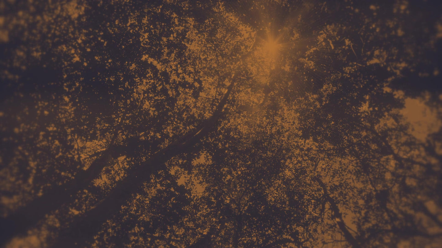 Autumn Canopies 2 Duotone