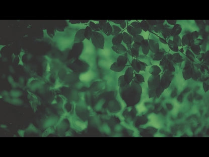 Autumn Leaves Green