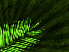 Palm Branch