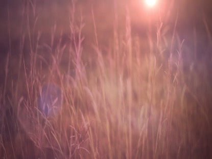 Fall Field 3