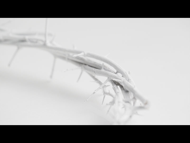 Crown Of Thorns White 16