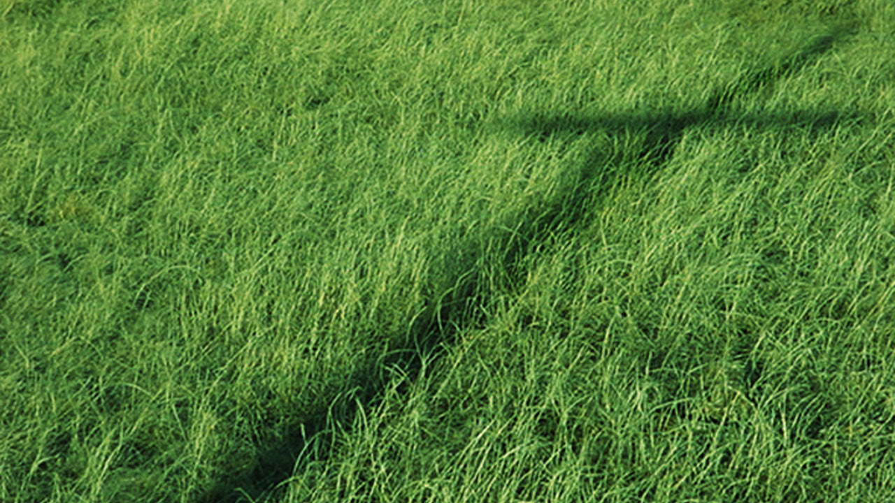 Cross Shadow