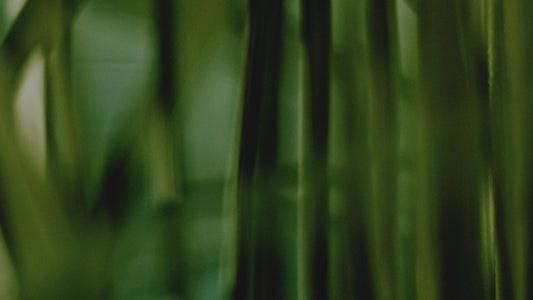 Triumph Still 12