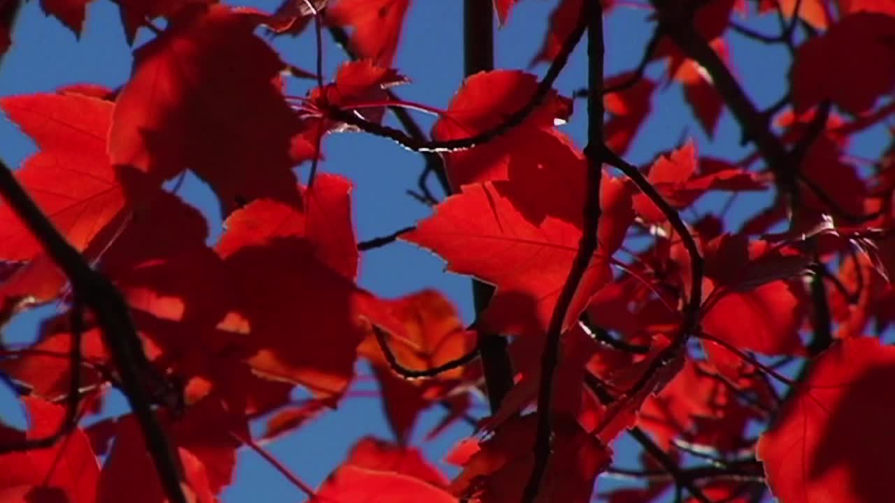 Bright Red Leaves