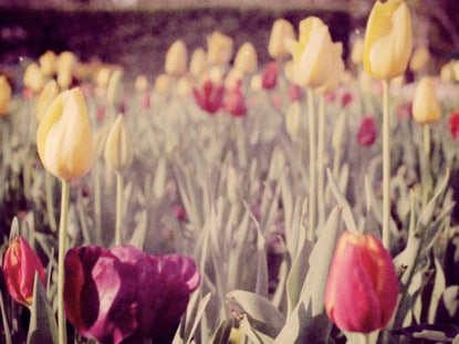Spring Flowers 1
