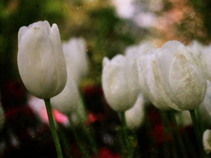 Flowers 1