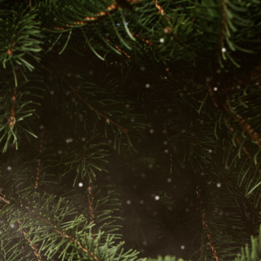 Evergreen Online Blank